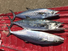 Scomberomorus maculatus