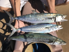 Scomberomorus maculatus