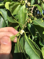 Symplocos setchuensis