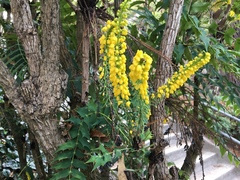 Berberis