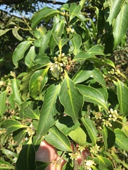 Symplocos setchuensis