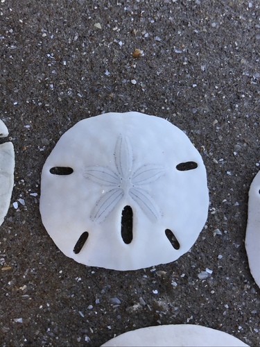 Five-slotted Sand Dollar, photo 6 of 10