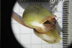 Catasetum roseo-album