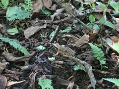 Rana longicrus