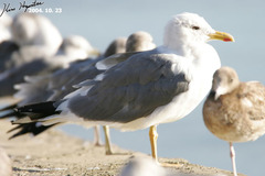 Larus fuscus heuglini