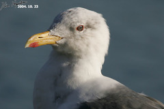 Larus fuscus heuglini