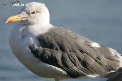 Larus fuscus heuglini
