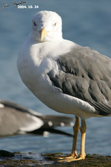 Larus fuscus heuglini