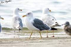 Larus fuscus heuglini
