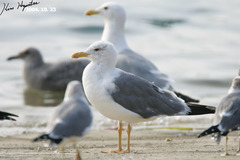 Larus fuscus heuglini