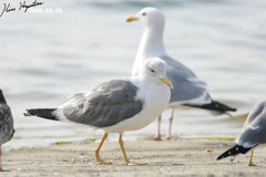 Larus fuscus heuglini