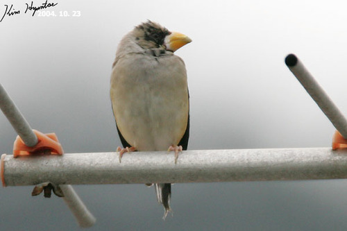 Chinese Grosbeak (Eophona migratoria), photo 10