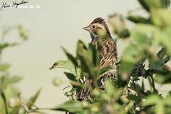 Emberiza fucata