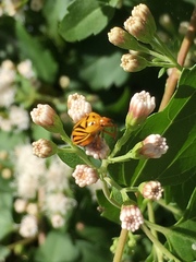 Calocoris barberi