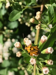 Calocoris barberi