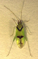 Zanchius rubicrux
