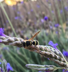 Ancistrocerus bustamente