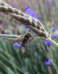 Ancistrocerus bustamente