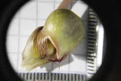 Catasetum roseo-album