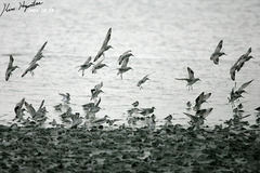 Calidris tenuirostris