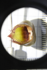 Catasetum roseo-album