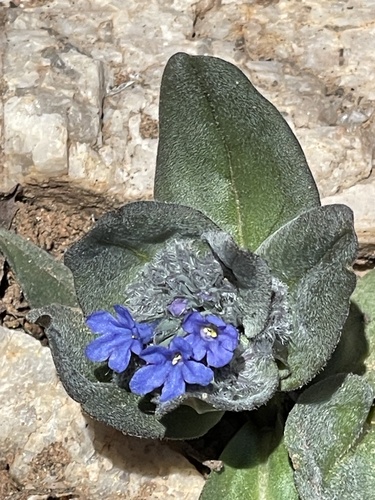 Prostrate Bluebells (Mertensia cynoglossoides)