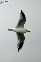 Saundersilarus saundersi