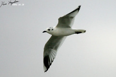 Saundersilarus saundersi