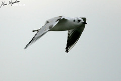 Saundersilarus saundersi