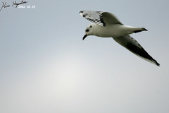 Saundersilarus saundersi