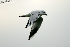 Saundersilarus saundersi