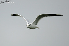 Saundersilarus saundersi