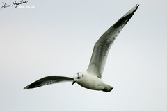 Saundersilarus saundersi