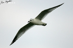 Saundersilarus saundersi