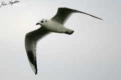 Saundersilarus saundersi