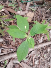 Euphorbia heterophylla image