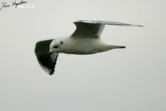 Saundersilarus saundersi