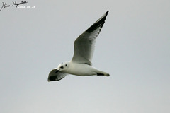 Saundersilarus saundersi