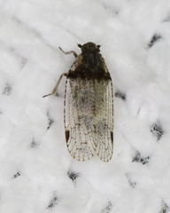 Cixius stigmatus