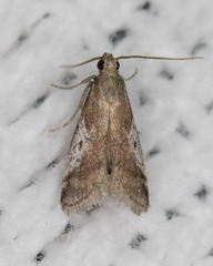 Alpheioides parvulalis