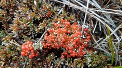 Cladonia murrayi