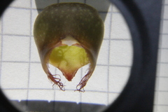Catasetum roseo-album