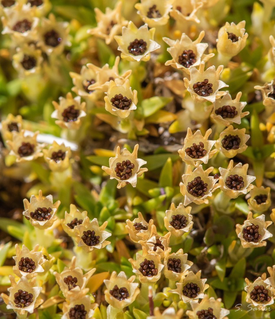 Antarctic Pearlwort (Colobanthus quitensis)  iNaturalist