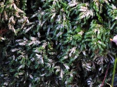 Thamnobryum alleghaniense