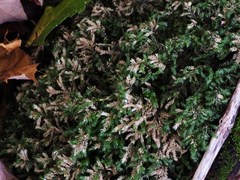 Thamnobryum alleghaniense