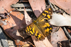 Heteronympha banksii