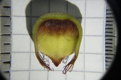 Catasetum roseo-album