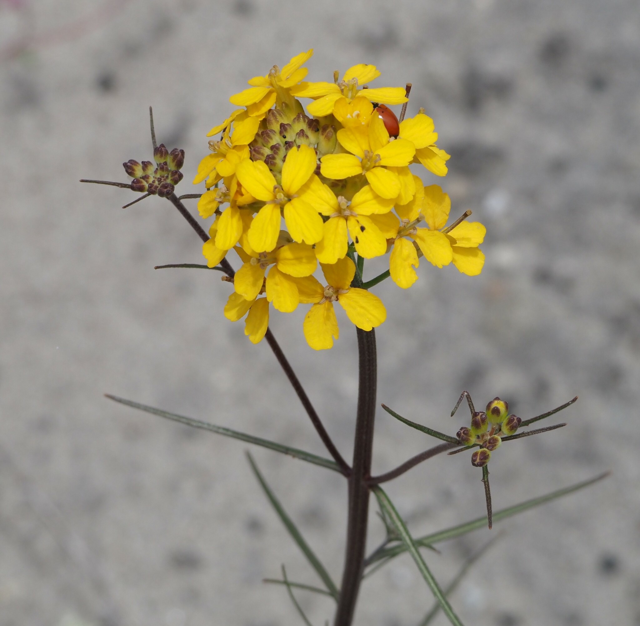 Santa Cruz wallflower Erysimum teretifolium iNaturalist United