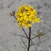 Erysimum teretifolium - Photo (c) James Maughn,  זכויות יוצרים חלקיות (CC BY-NC), הועלה על ידי James Maughn