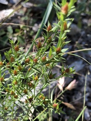Hypericum drummondii